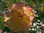 Rosa Ilse Haberland4